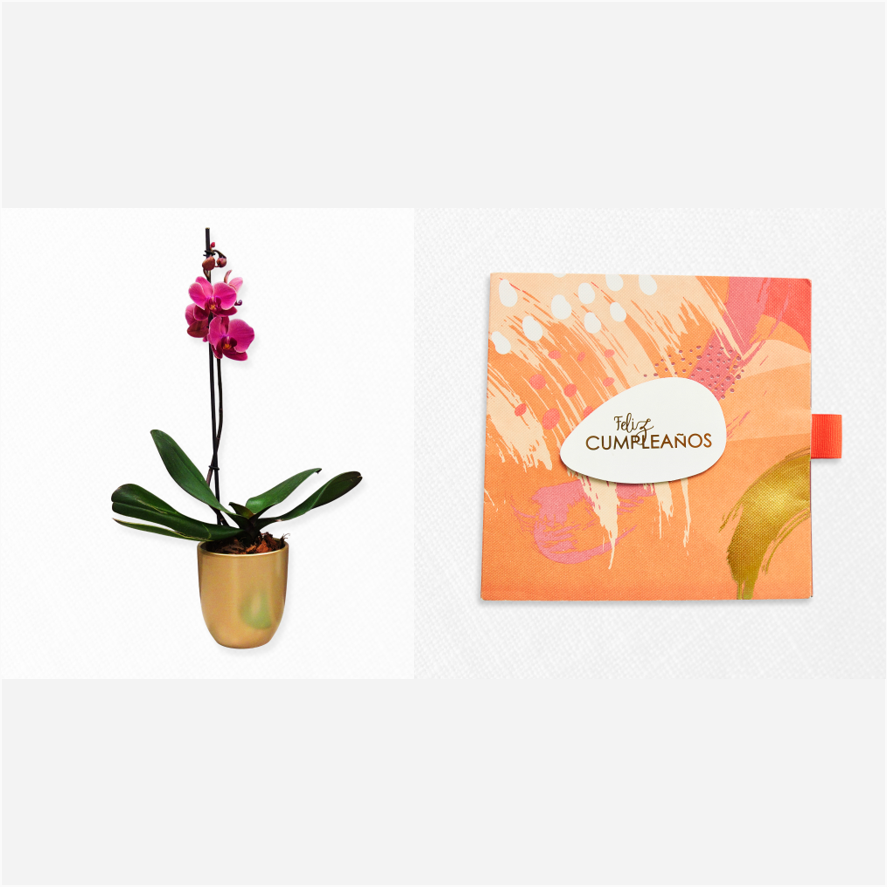 Bono de Toda Ocasión en sobre y planta en matero